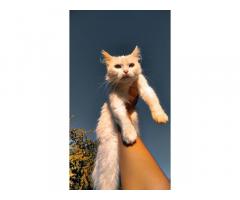 Отдам молодую кошку в хорошие руки - Изображение 1