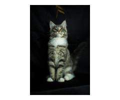 Продаются котята породы Мейн -Кун ‼️ - Изображение 1
