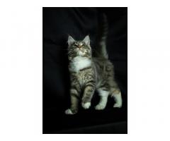 Продаются котята породы Мейн -Кун ‼️ - Изображение 2