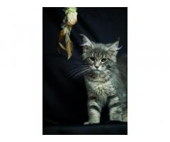 Продаются котята породы Мейн -Кун ‼️ - Изображение 3