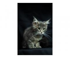 Продаются котята породы Мейн -Кун ‼️ - Изображение 4