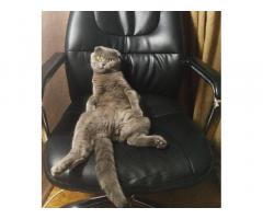 Шотландский веслоухий кот - Изображение 2