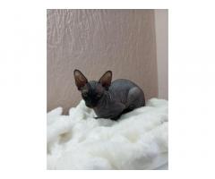 Продам котенка сфинкса 077746016 - Изображение 2