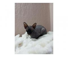 Продам котенка сфинкса 077746016 - Изображение 3