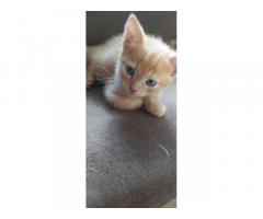 Отдам милейших котят - Изображение 2