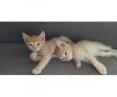 Отдам милейших котят - Изображение 3