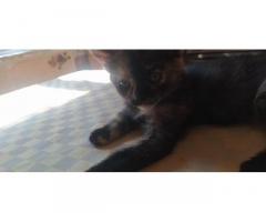 Отдам милейших котят - Изображение 5