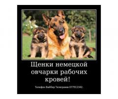 За скромную застенчивую цену - Изображение 2