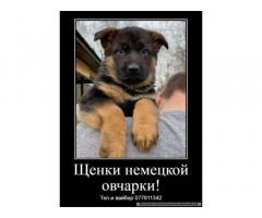 За скромную застенчивую цену - Изображение 4