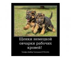 За скромную застенчивую цену - Изображение 7